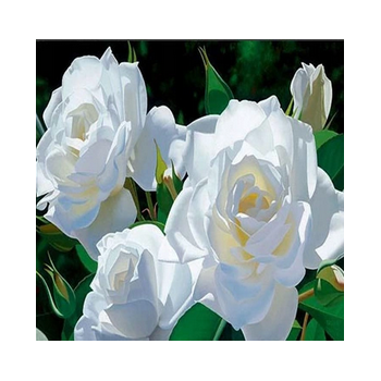 Róża wielkokwiatowa śnieżno- biała - sadzonki 5 cm / 10 cm